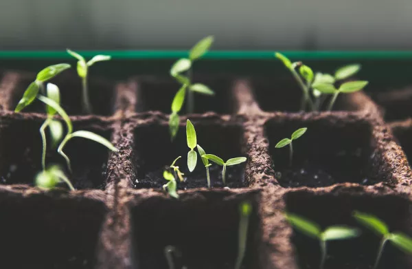 Taking cuttings