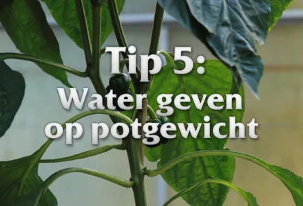 Afl. 5 Water geven op potgewicht - Tips & Tricks door Kees